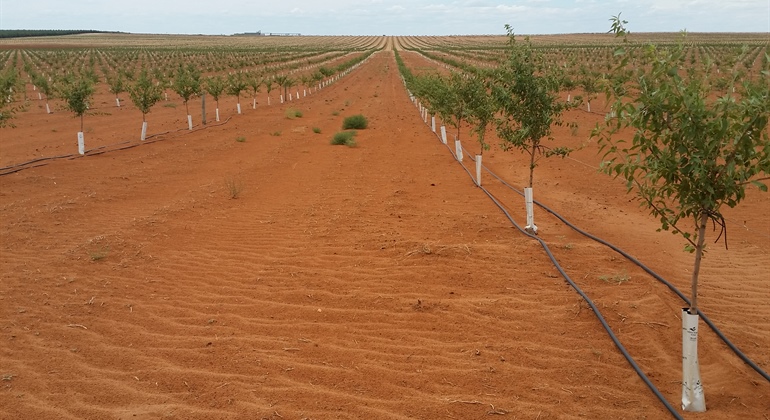 Almond Development in the Riverland